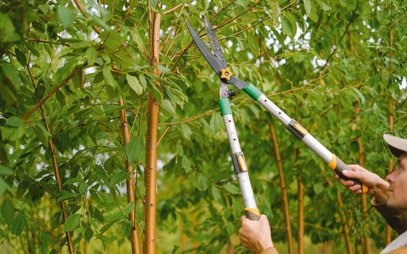 Tree trimming in Nanticoke, PA