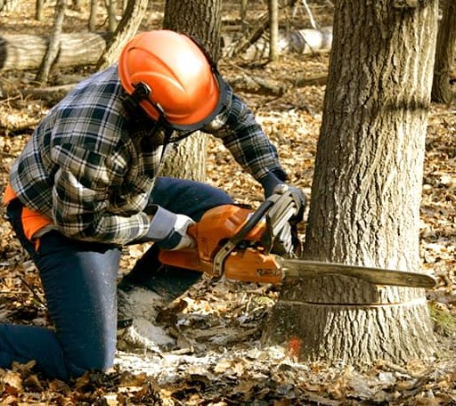 Tree Removal in Nanticoke, PA